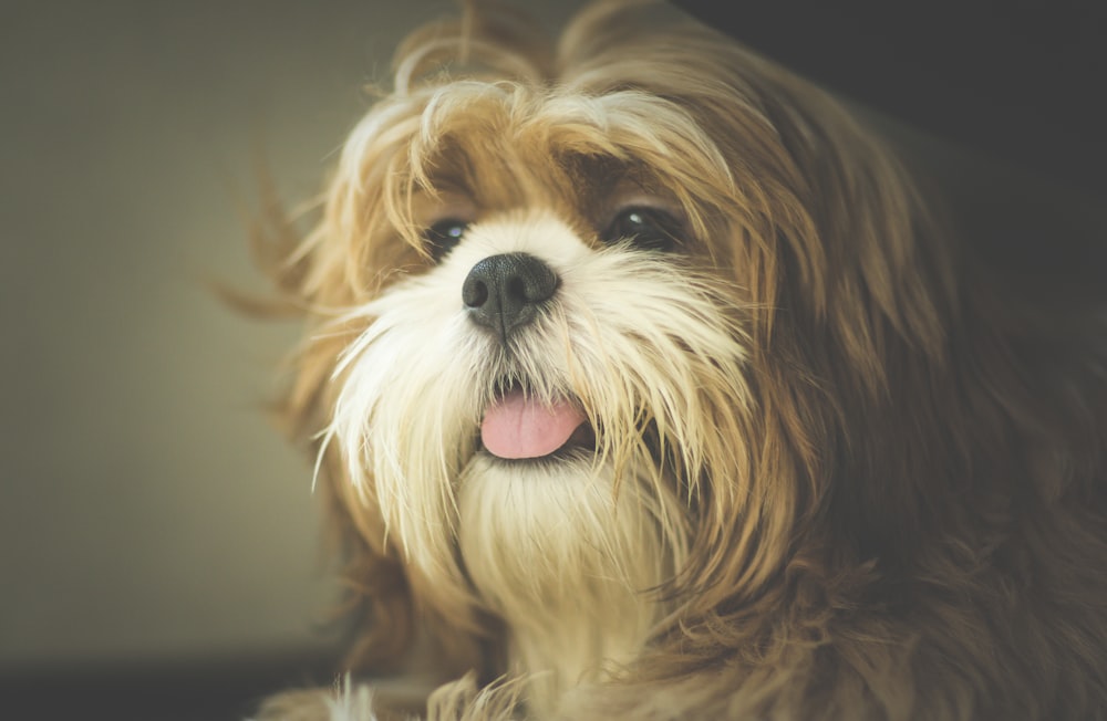 ヨークシャーテリアの成犬の写真