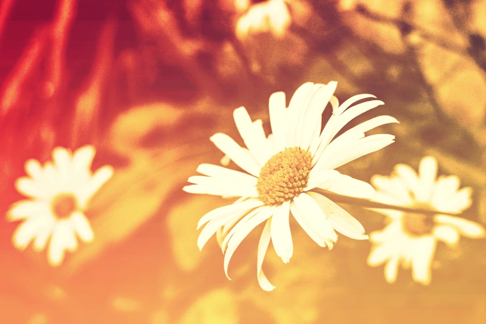 fleurs blanches sur la photo macro