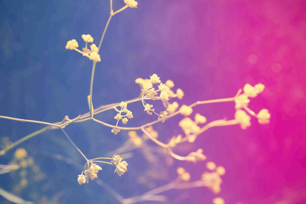 white flower buds