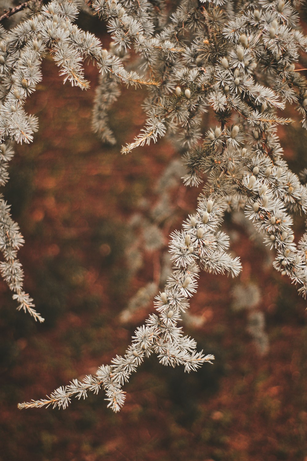 selective focus photograph of plant