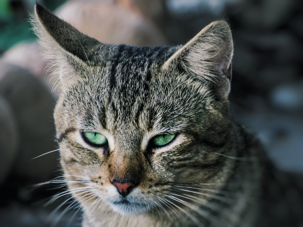 close-up photo of brown tabby cat