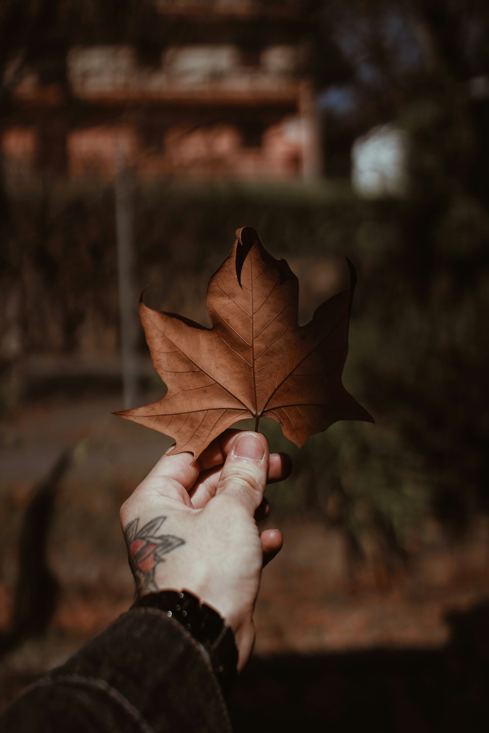 person holding brown maple leaf