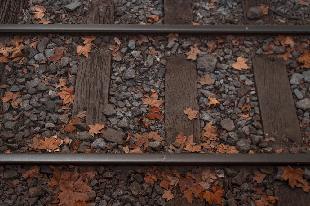 dried leaves and stones on train tracks