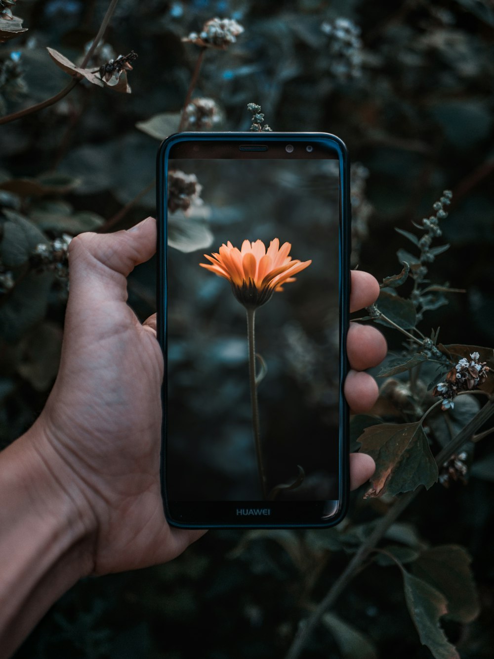 Persona sosteniendo un teléfono inteligente que muestra una flor de margarita naranja