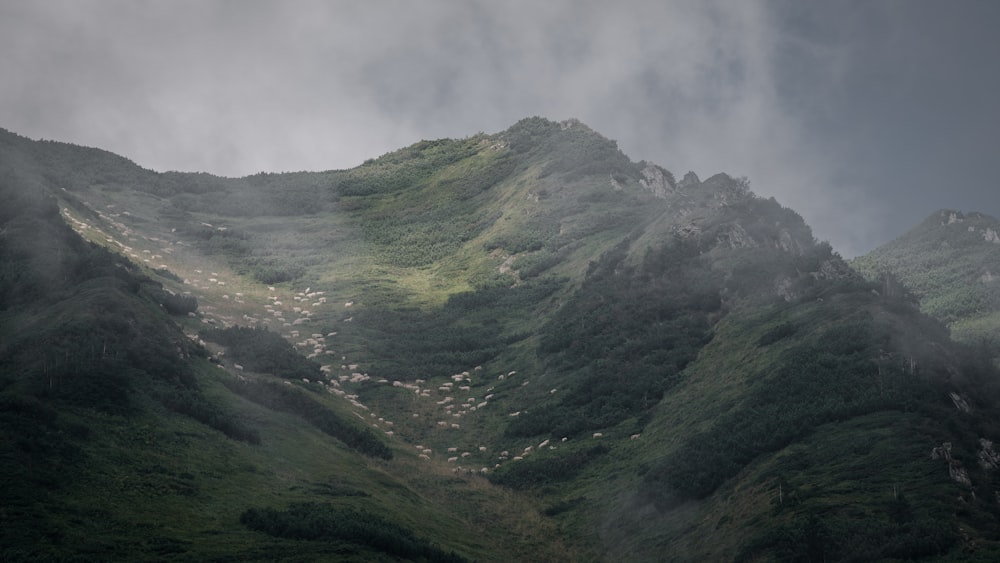 green trees on hill