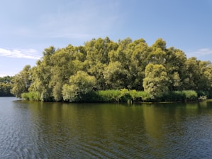 A serene grove of whispering trees blending into a digital cloud symbol, representing harmony between nature and technology.