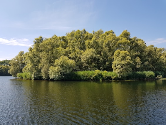 A serene grove of whispering trees blending into a digital cloud symbol, representing harmony between nature and technology.