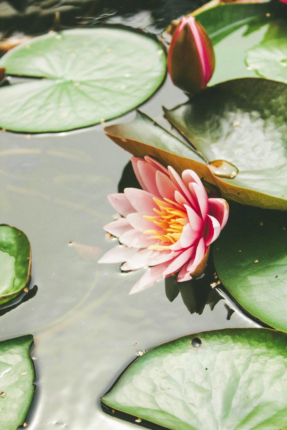 500+ Water Lily Pictures | Download Free Images on Unsplash