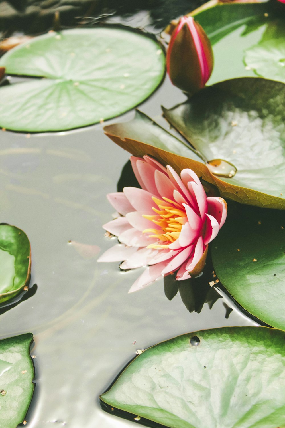 pink water lily flower beside pods at daytime