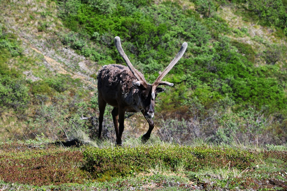 black and brown Anglo-Nubian goat on green grass field