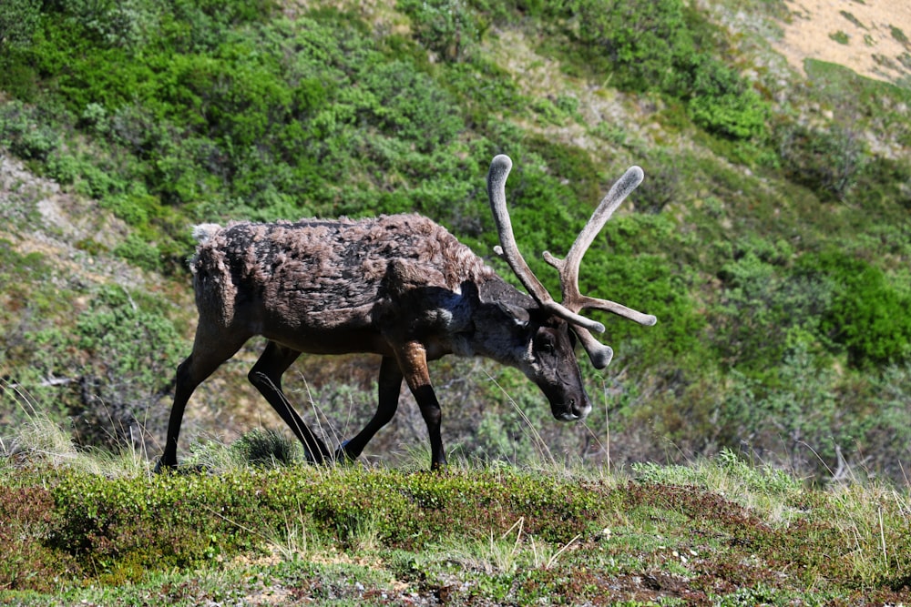 black moose in the middle of the grassland