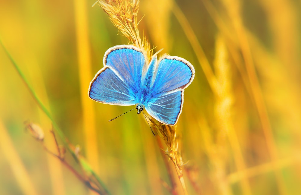 blue butterfly perched on grass at daytime