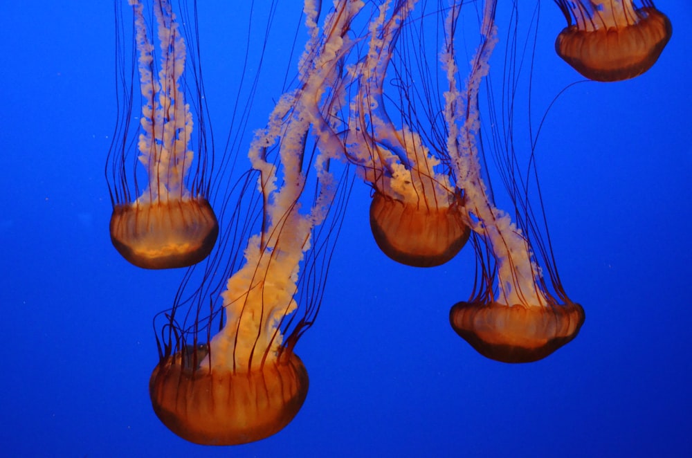 five jelly fishes