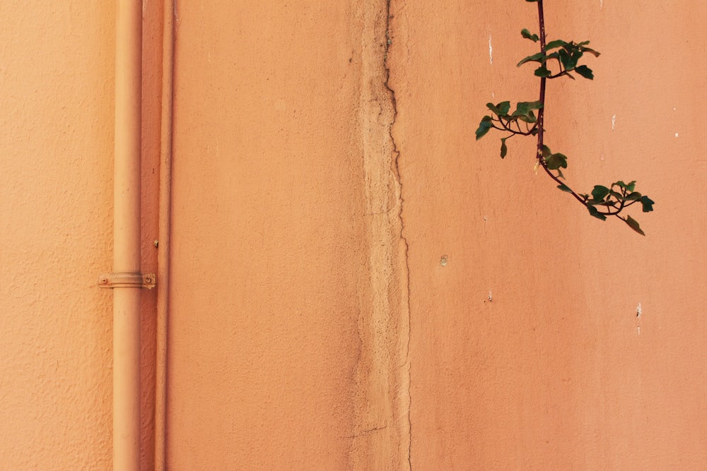 branche d’arbre à feuilles vertes près du mur beige