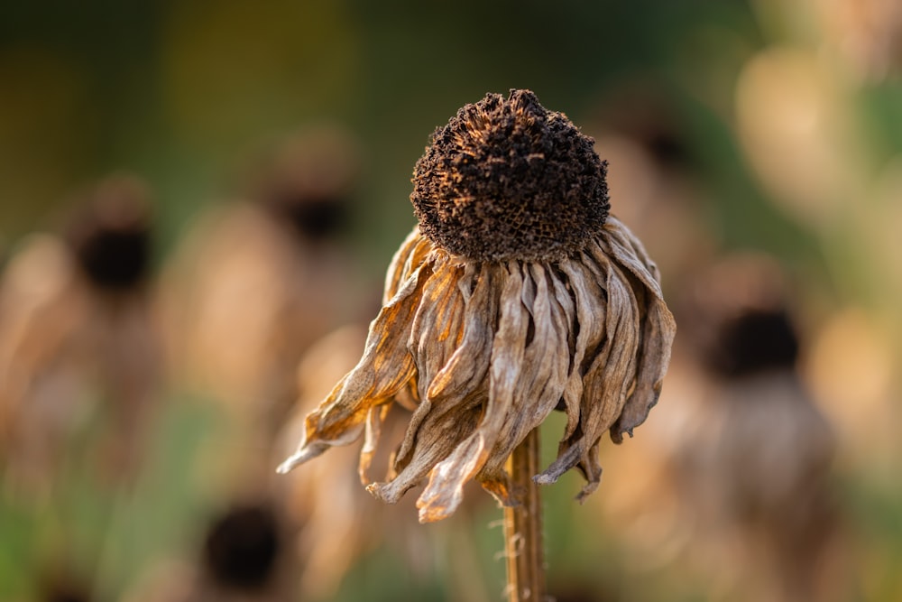 macro photography of brown sunflower