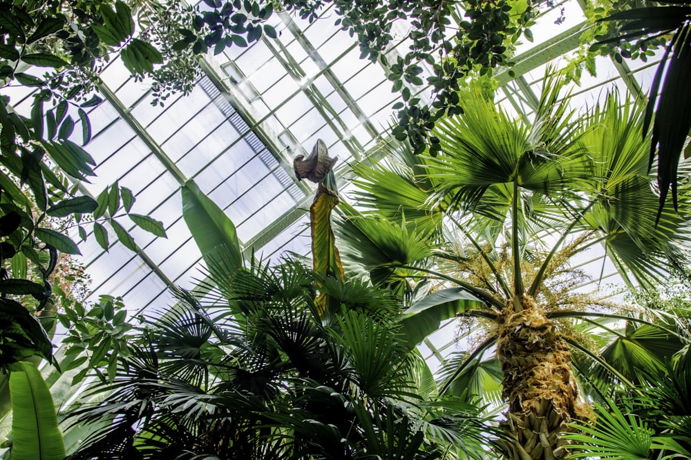 low-angle photography of sago palm