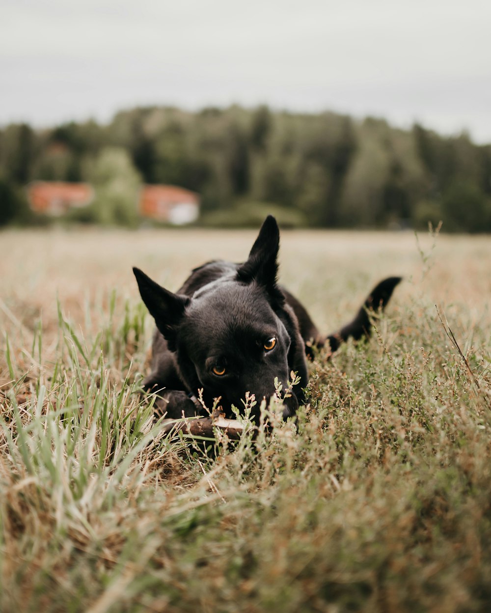 Fotografía de enfoque selectivo de perro en campo de hierba verde