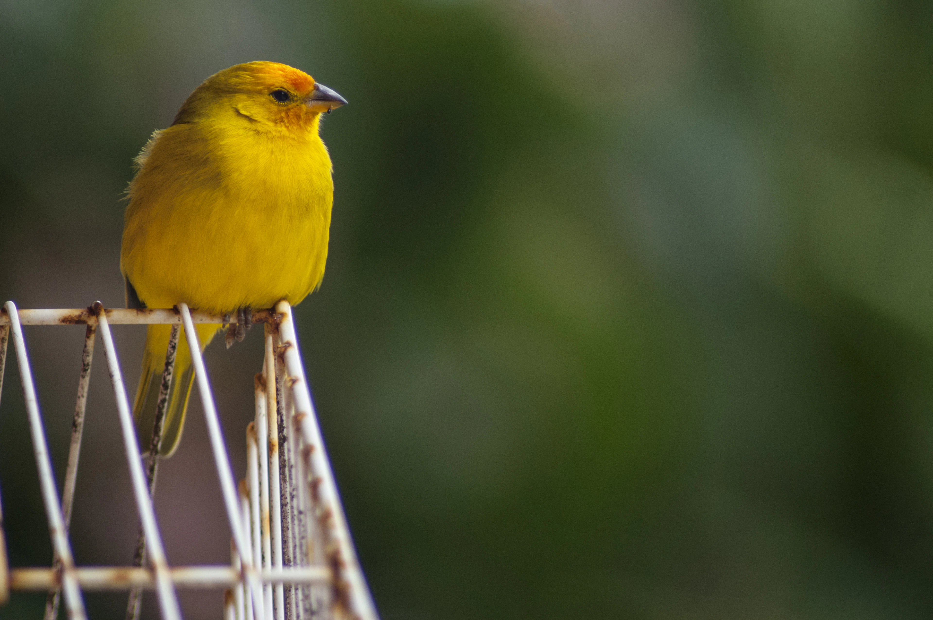 Yellow canary perched and singing