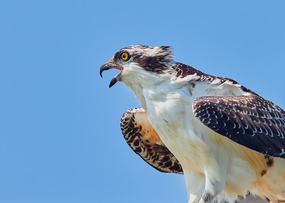 白と黒の鳥のローアングル写真