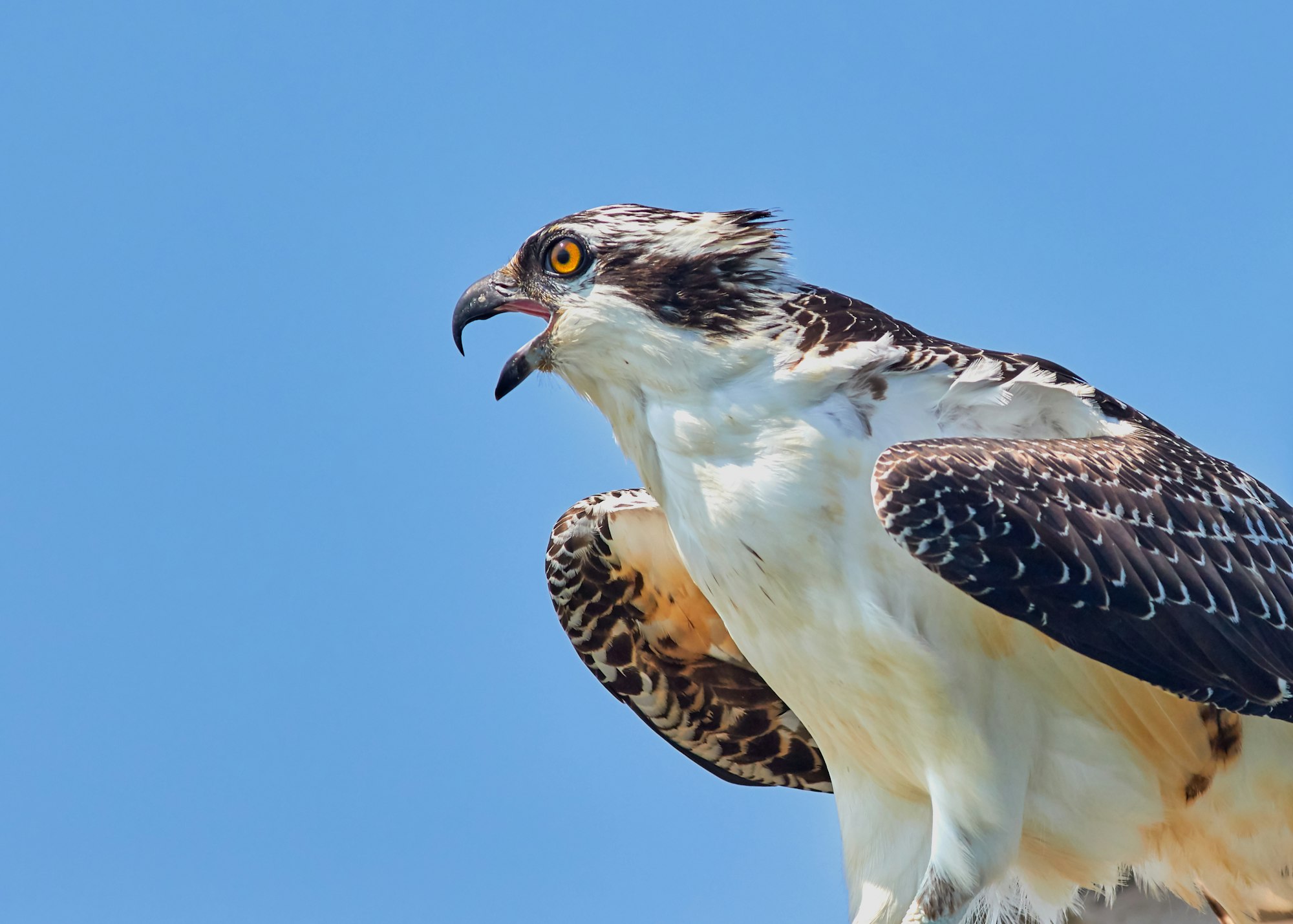 An osprey