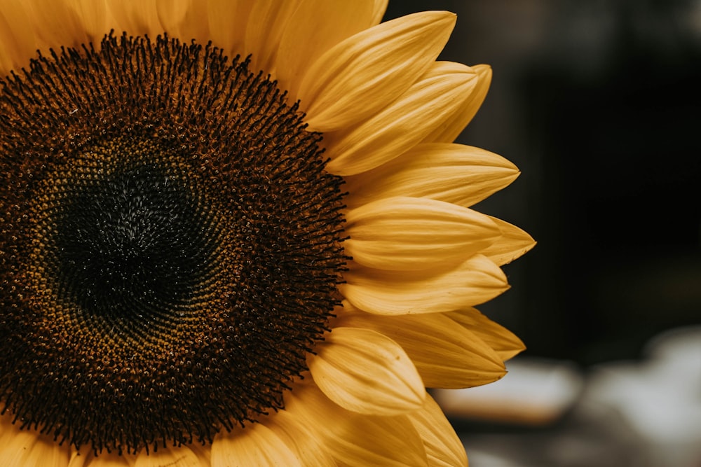 macro photography of sunflower