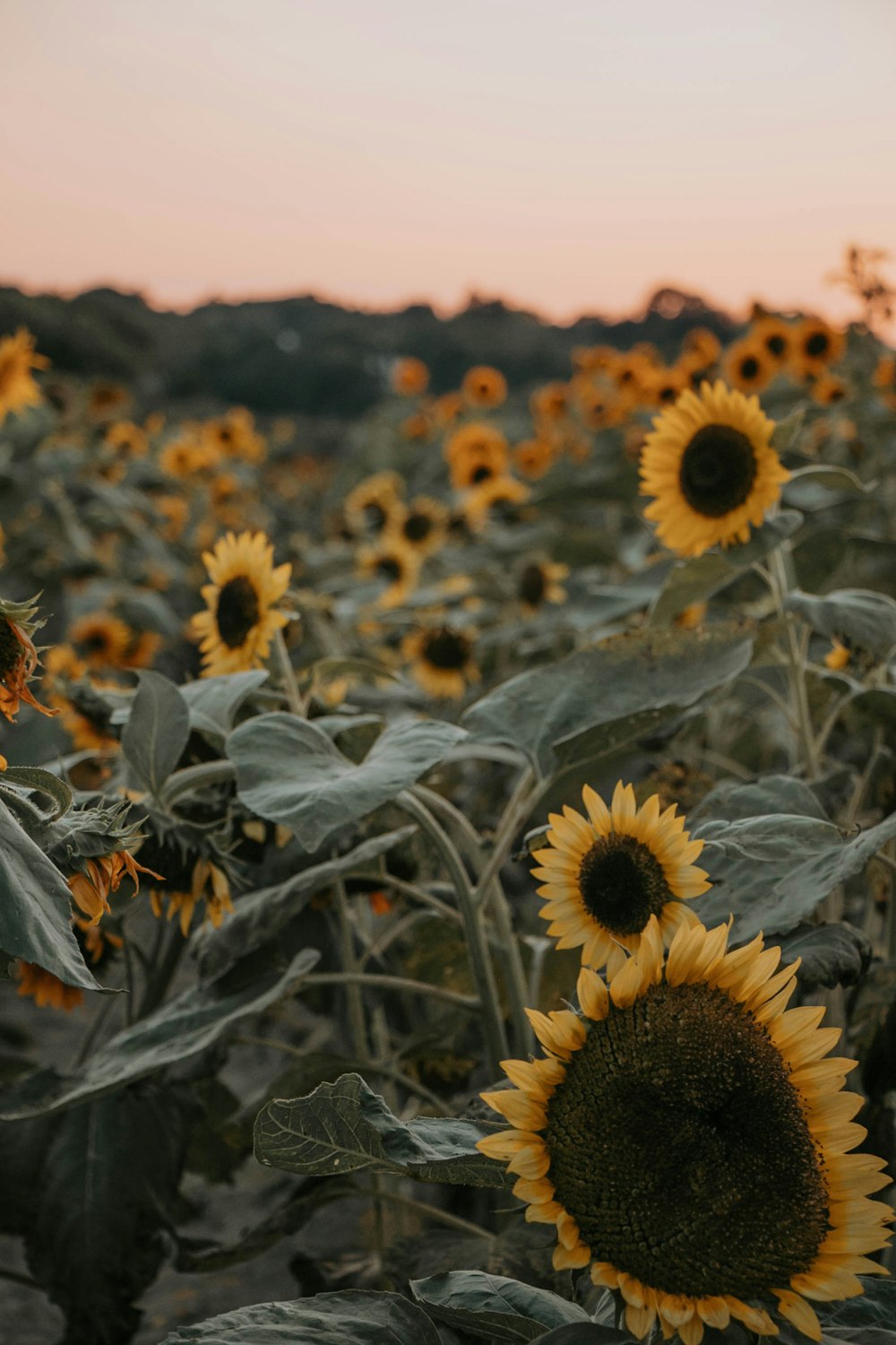 Photographie de mise au point d’un champ de tournesol jaune