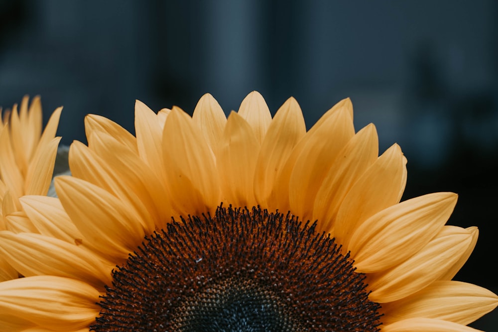 sunflower during daytime
