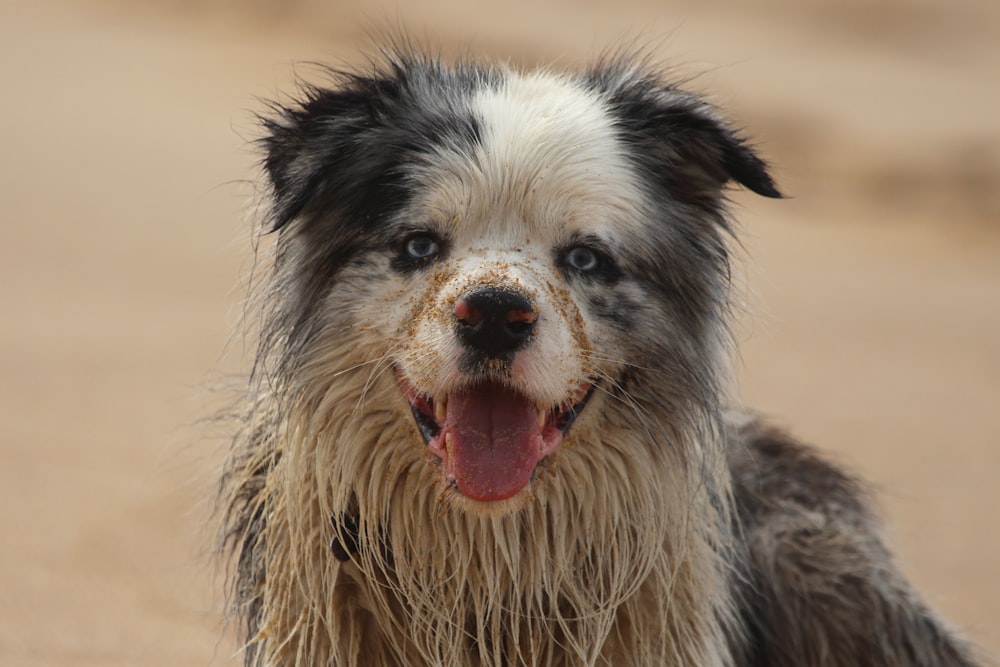 Cão preto e branco de pelagem longa