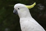 white Cockatoos