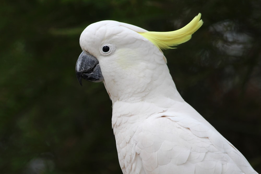 cacatoès blancs