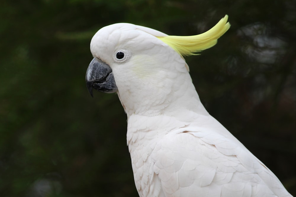 white Cockatoos
