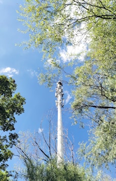 A tall communication tower rises through a canopy of green trees under a bright blue sky scattered with a few wispy clouds. The scene evokes a sense of height and connectivity amidst a natural setting.