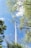 A tall communication tower rises through a canopy of green trees under a bright blue sky scattered with a few wispy clouds. The scene evokes a sense of height and connectivity amidst a natural setting.