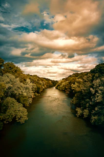 body of water between green leafed trees