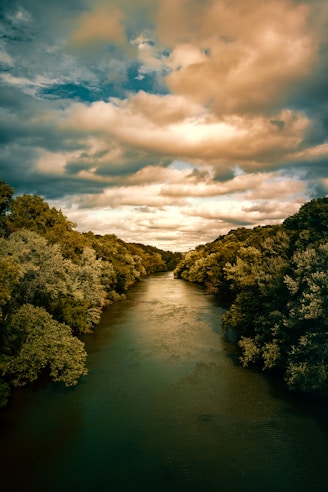 body of water between green leafed trees
