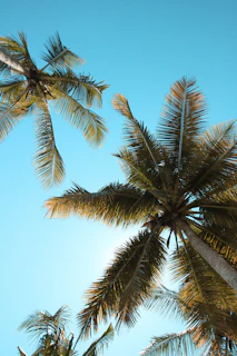 photo of two coconut trees at daytime