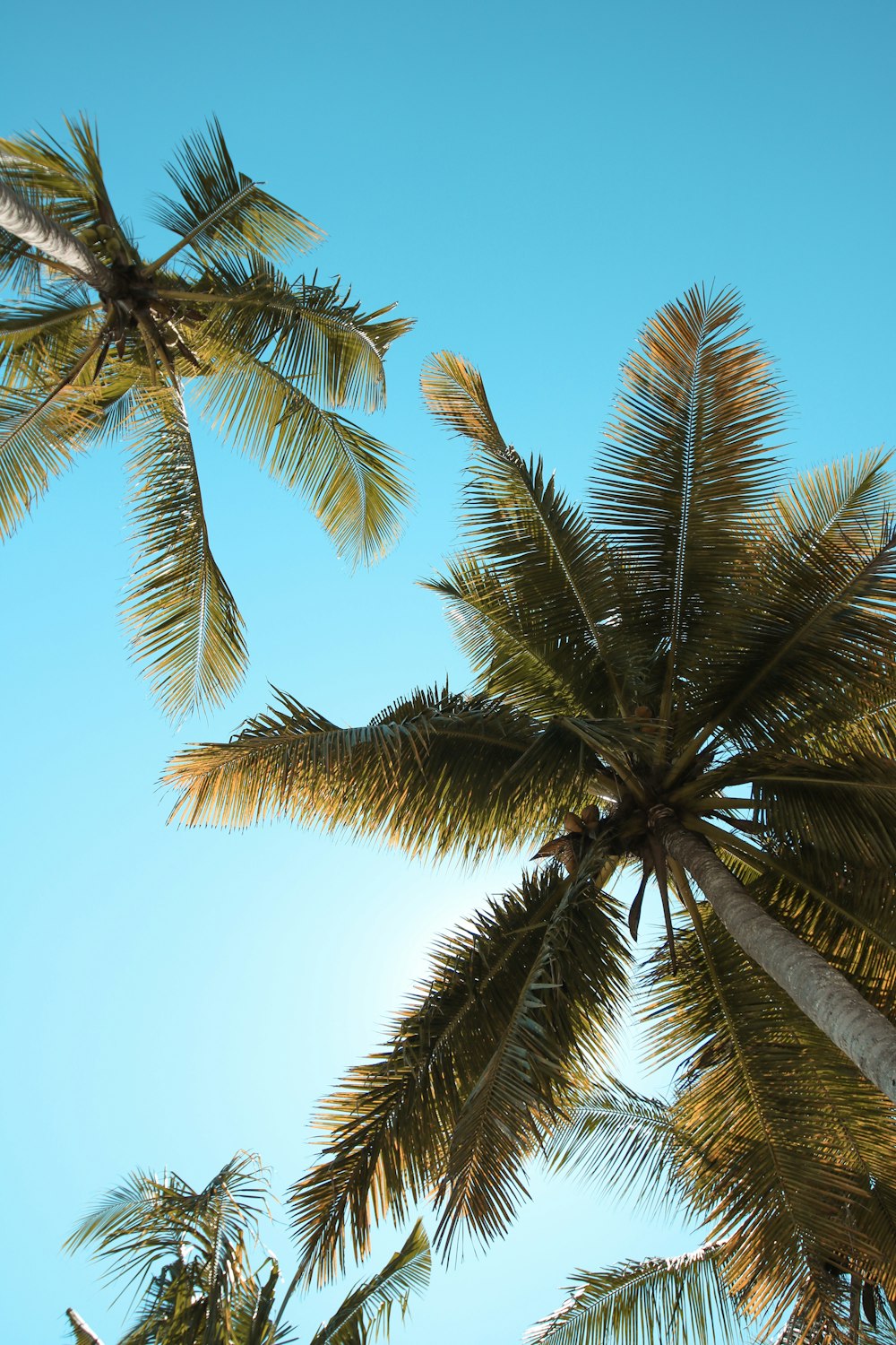 photo of two coconut trees at daytime