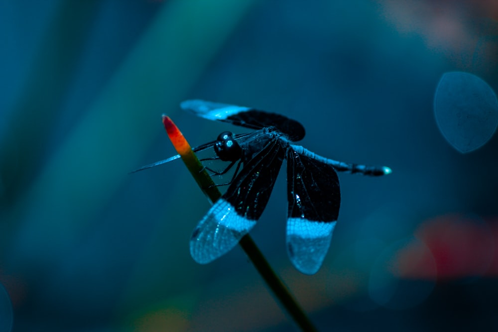 libélula negra posada en la hierba