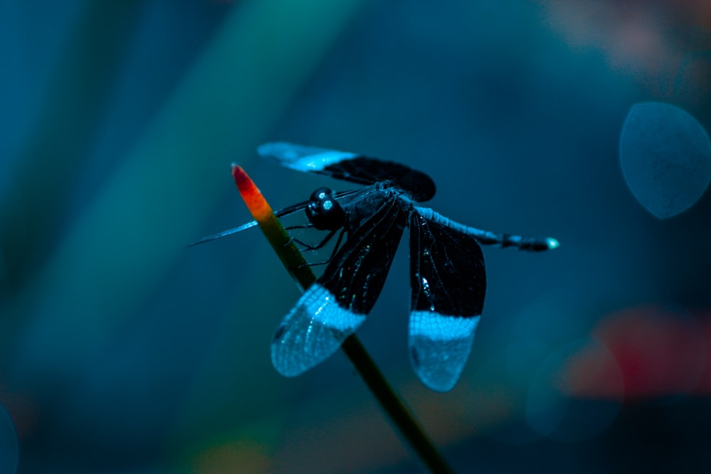 black dragonfly perched on grass