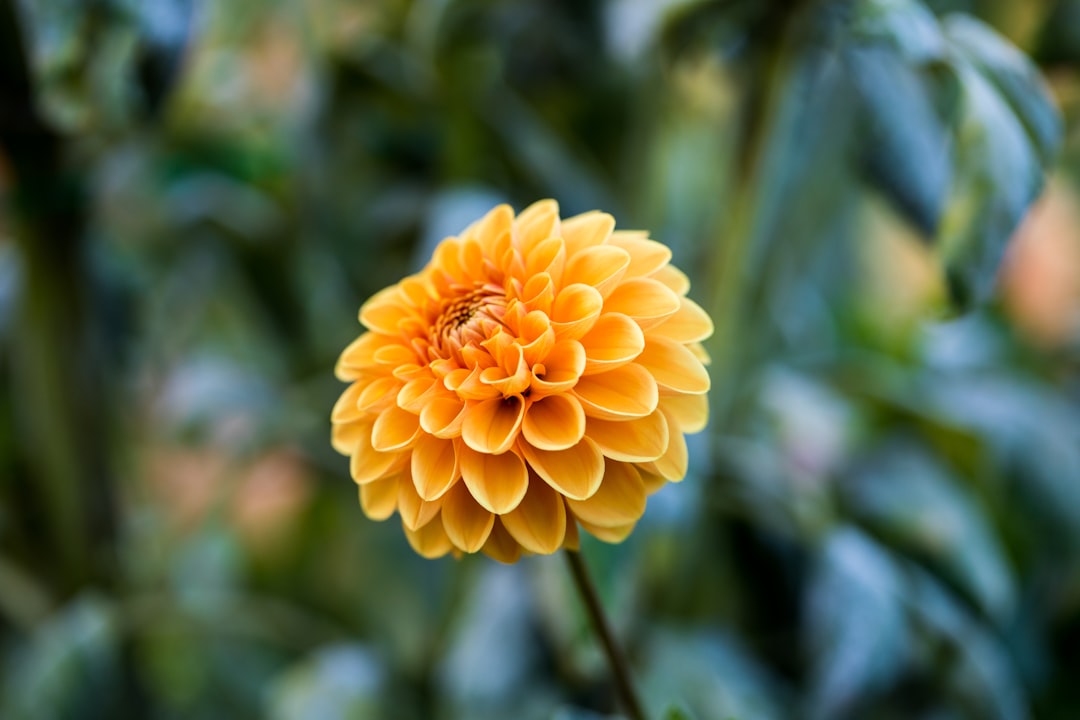 shallow focus photography of yellow flower during daytime