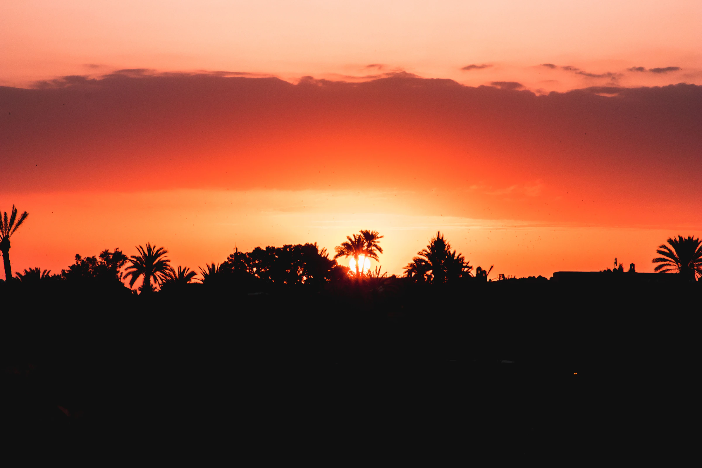 Palmeraie Menara au crépuscule, silhouette des palmiers contre le ciel marrakchi orangé