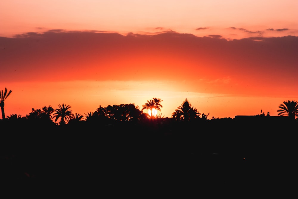 silhouette of trees