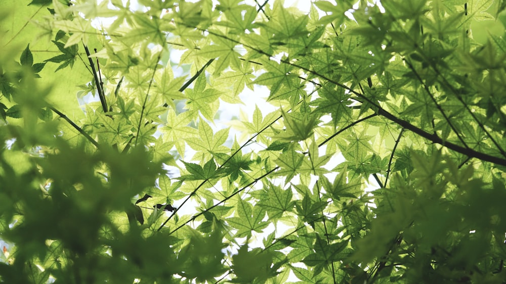 closeup photo of green leafed tree