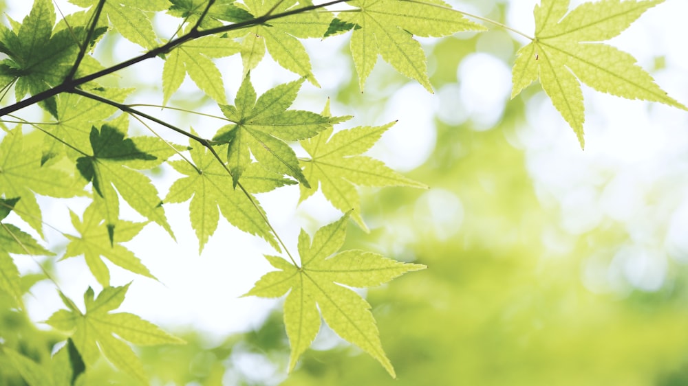 palmate green leafed tree at daytime