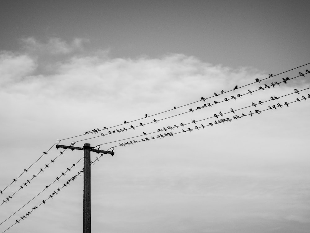 birds on electric wires