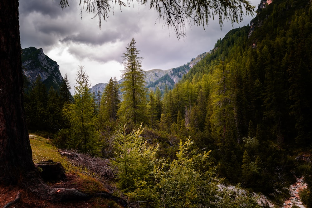 green trees