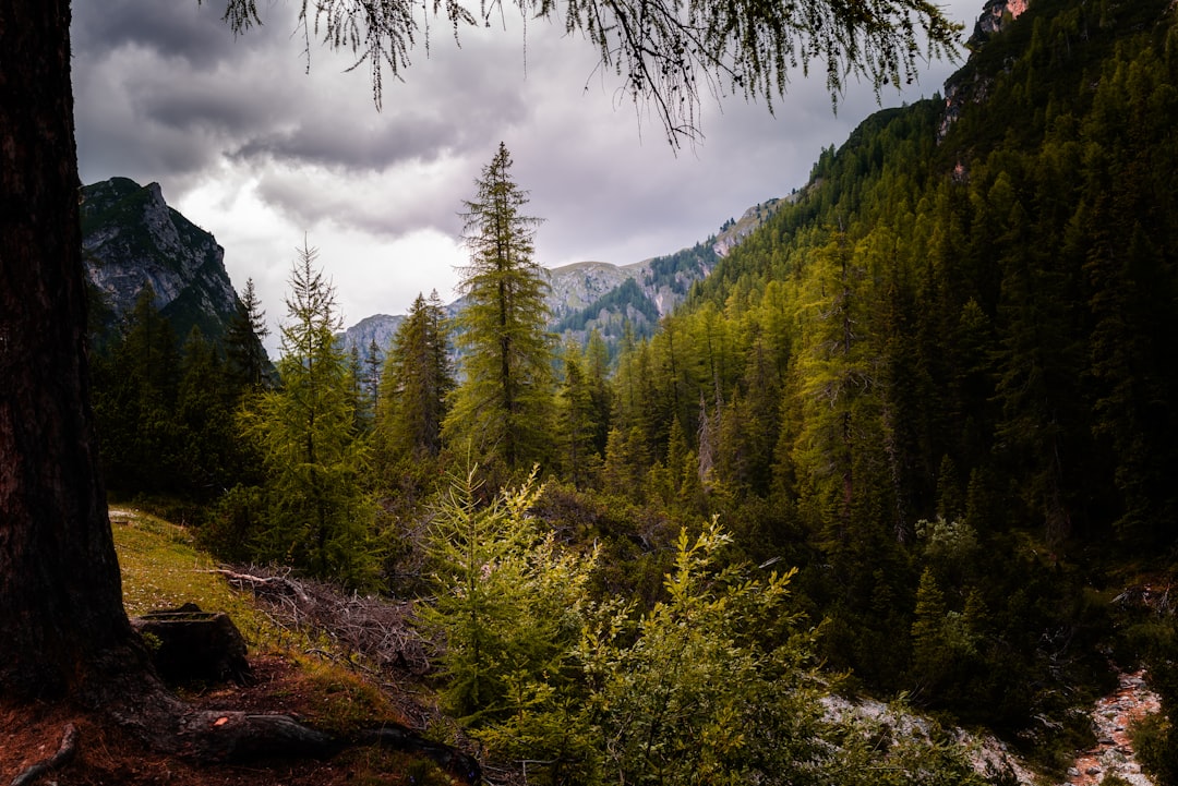 Tropical and subtropical coniferous forests photo spot Lago di Braies Merano