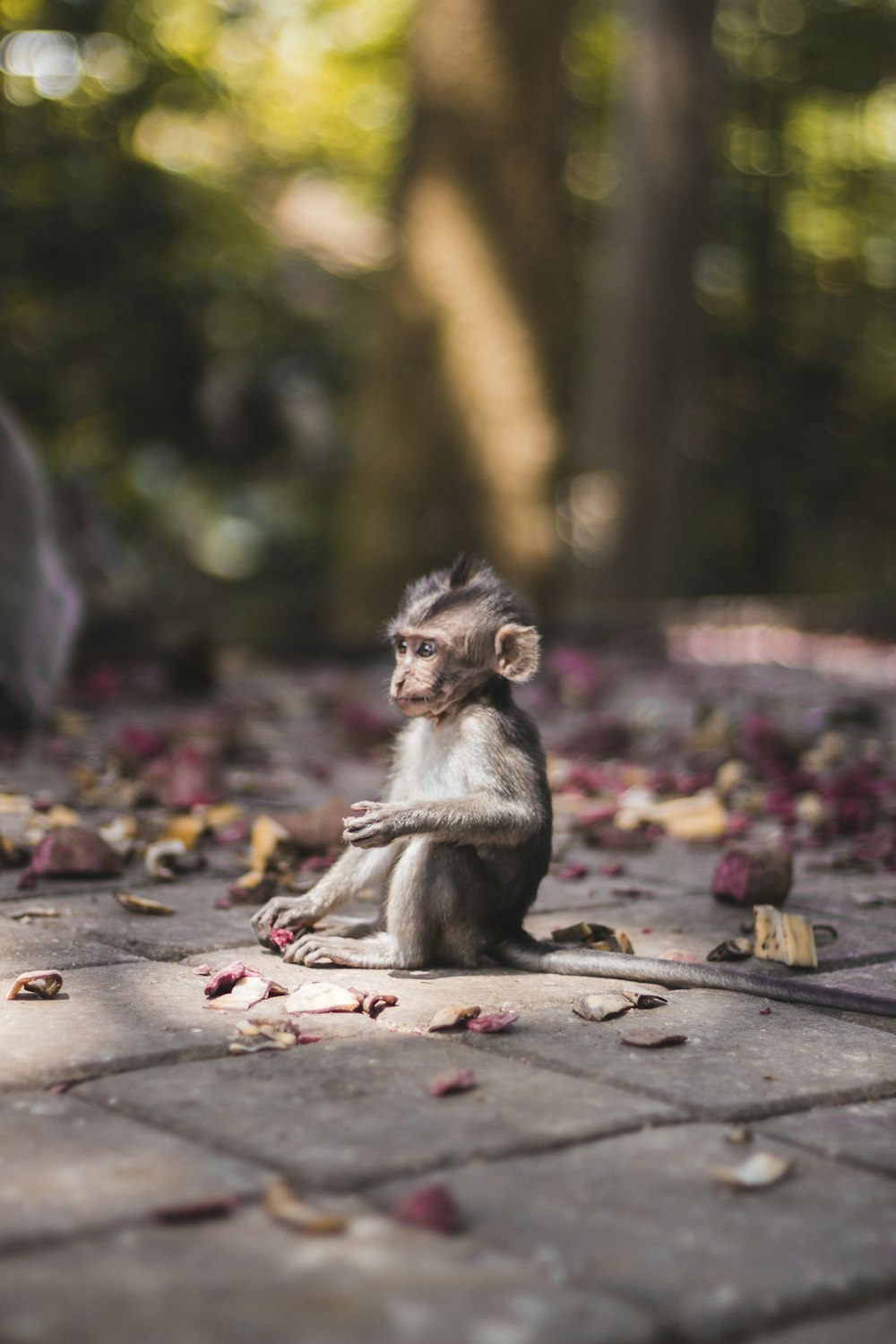 Photographie sélective de singe sourcilier assis sur un trottoir de briques