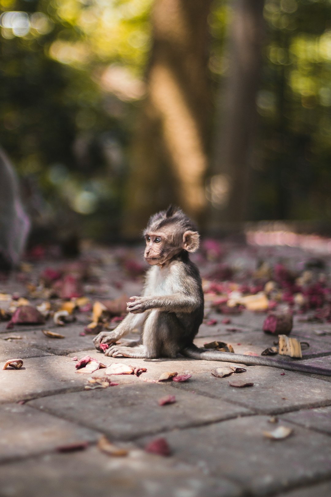 Baby monkey found in Sacred Monkey Forrest in Ubud