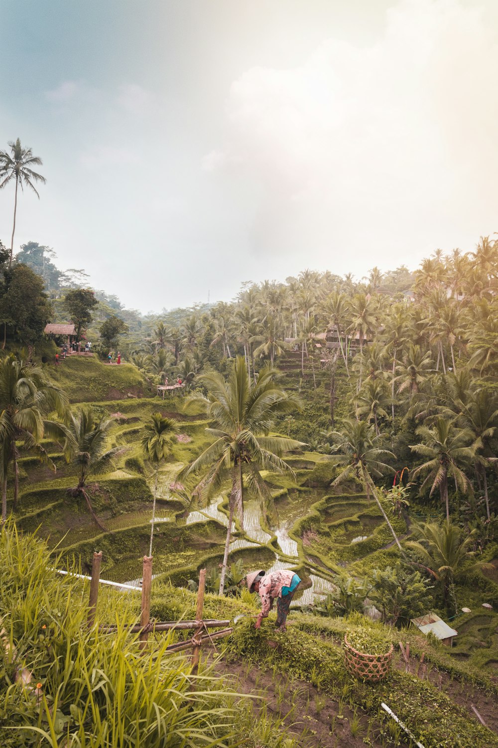 green coconut tree and mountain